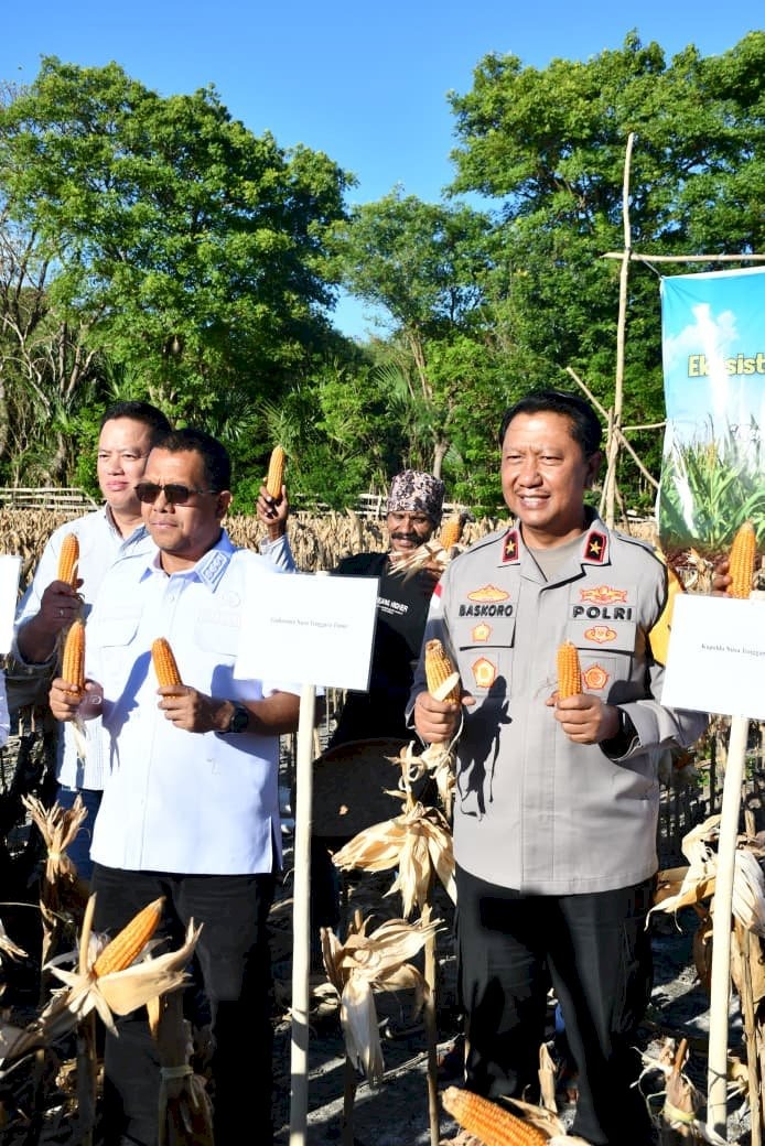 Wakapolda NTT Ikuti Panen Perdana Pilot Project Jagung di Kupang, Dorong Terwujudnya NTT sebagai Lumbung Jagung Nasional