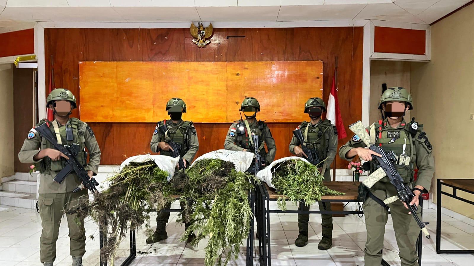 Tim Gabungan Satgas Damai Cartenz, Polres Pegunungan Bintang dan TNI Temukan Ladang Ganja dalam Patroli Taktis