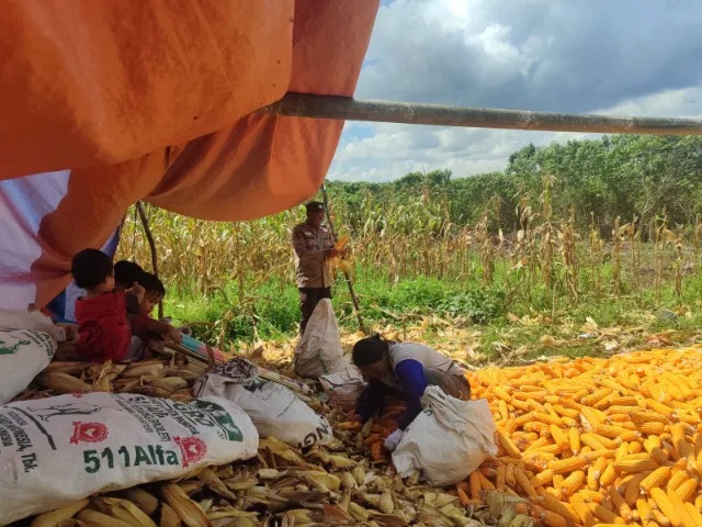 Sinergi Polri dan Petani, Dampingi Panen Raya Jagung Binaan di Sungai Merdeka