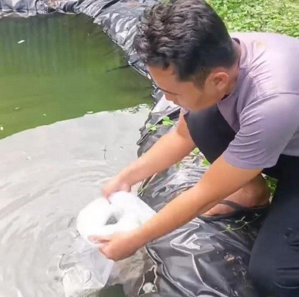 Dukung Ketahanan Pangan, Polsek Kasui Sebar Ratusan Benih Ikan Nila
