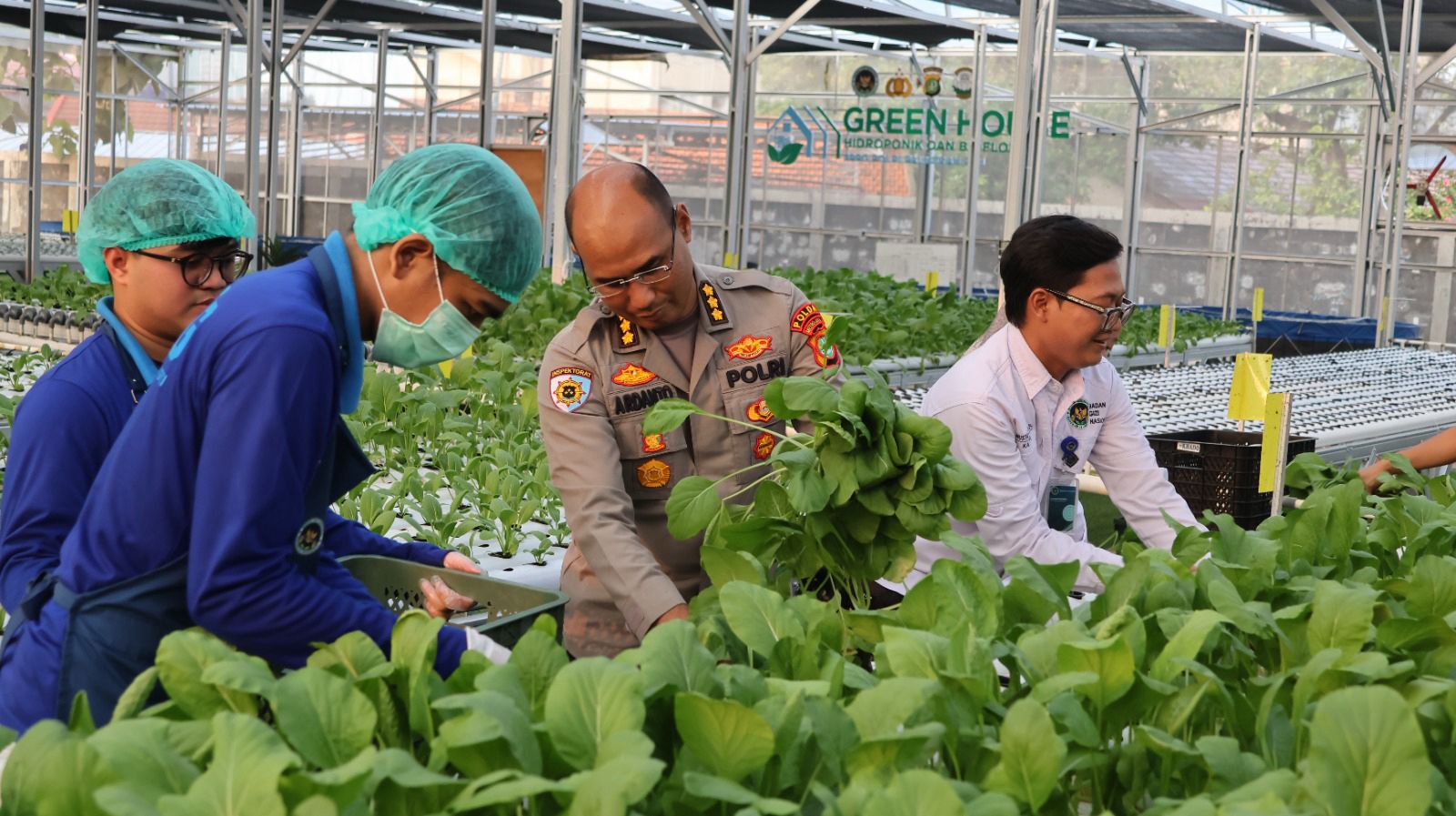 Greenhouse SPPG Palmerah Panen Sawi dan Nila Untuk Menu Bergizi
