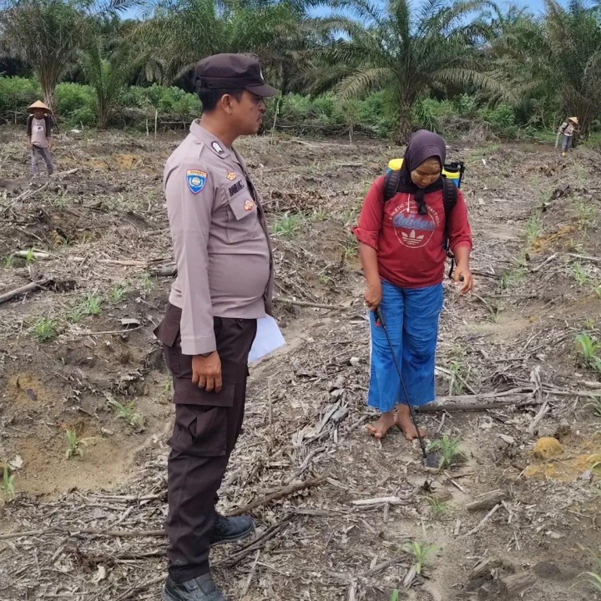 Bhabinkamtibmas Kampung Lubuk Jering Pantau Perawatan Jagung Program Ketahanan Pangan di Lahan PT RAPP