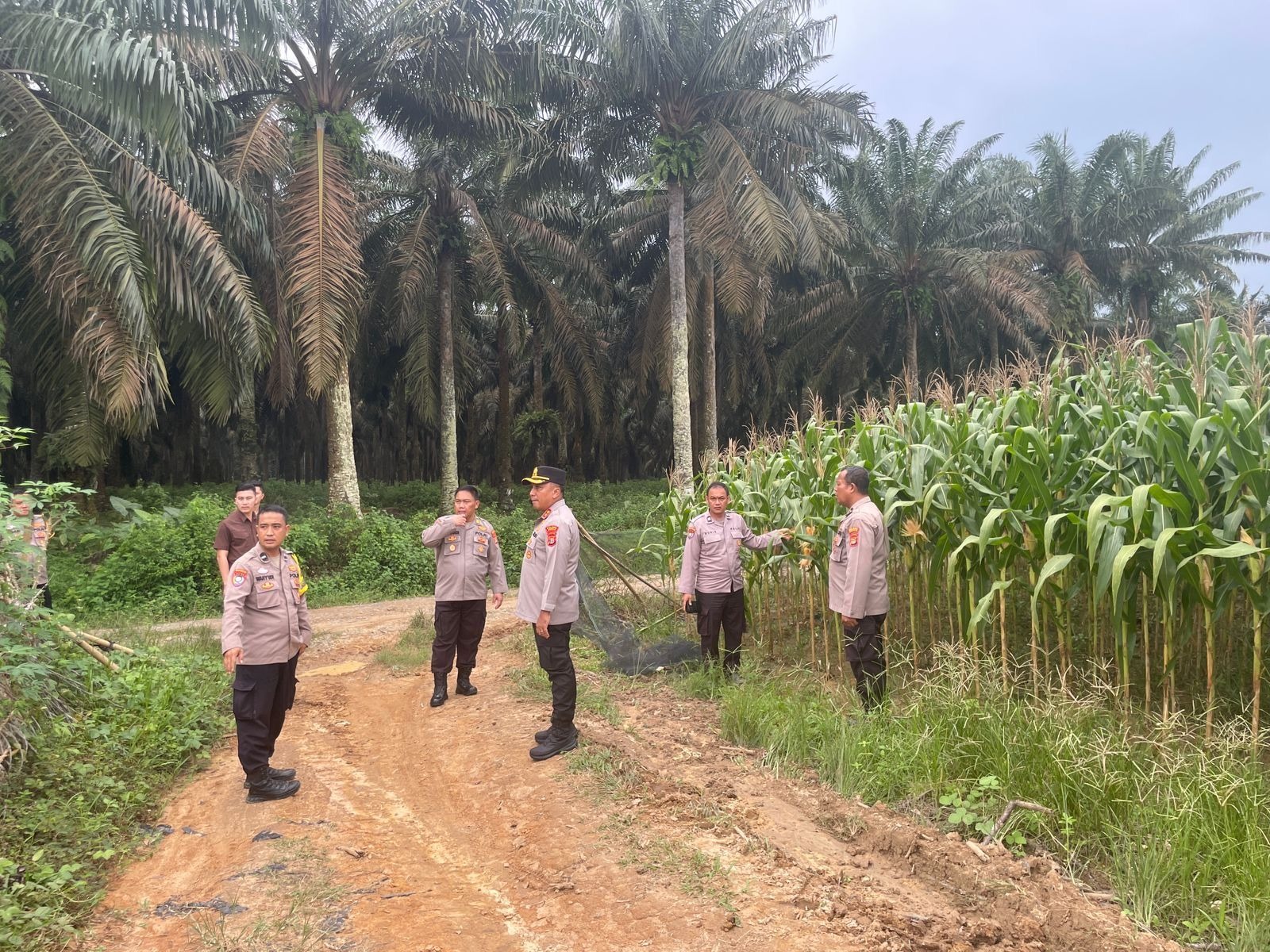Kapolres Mesuji Cek Kesiapan Lahan Jagung Untuk Panen Raya