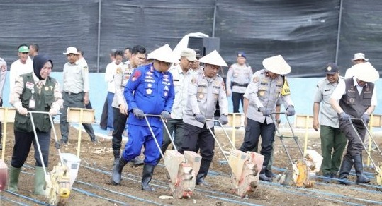 Polri Perkuat Ketahanan Pangan, Wakapolda Sumsel Kunjungi Kebun Jagung Produktif di Lubuk Linggau