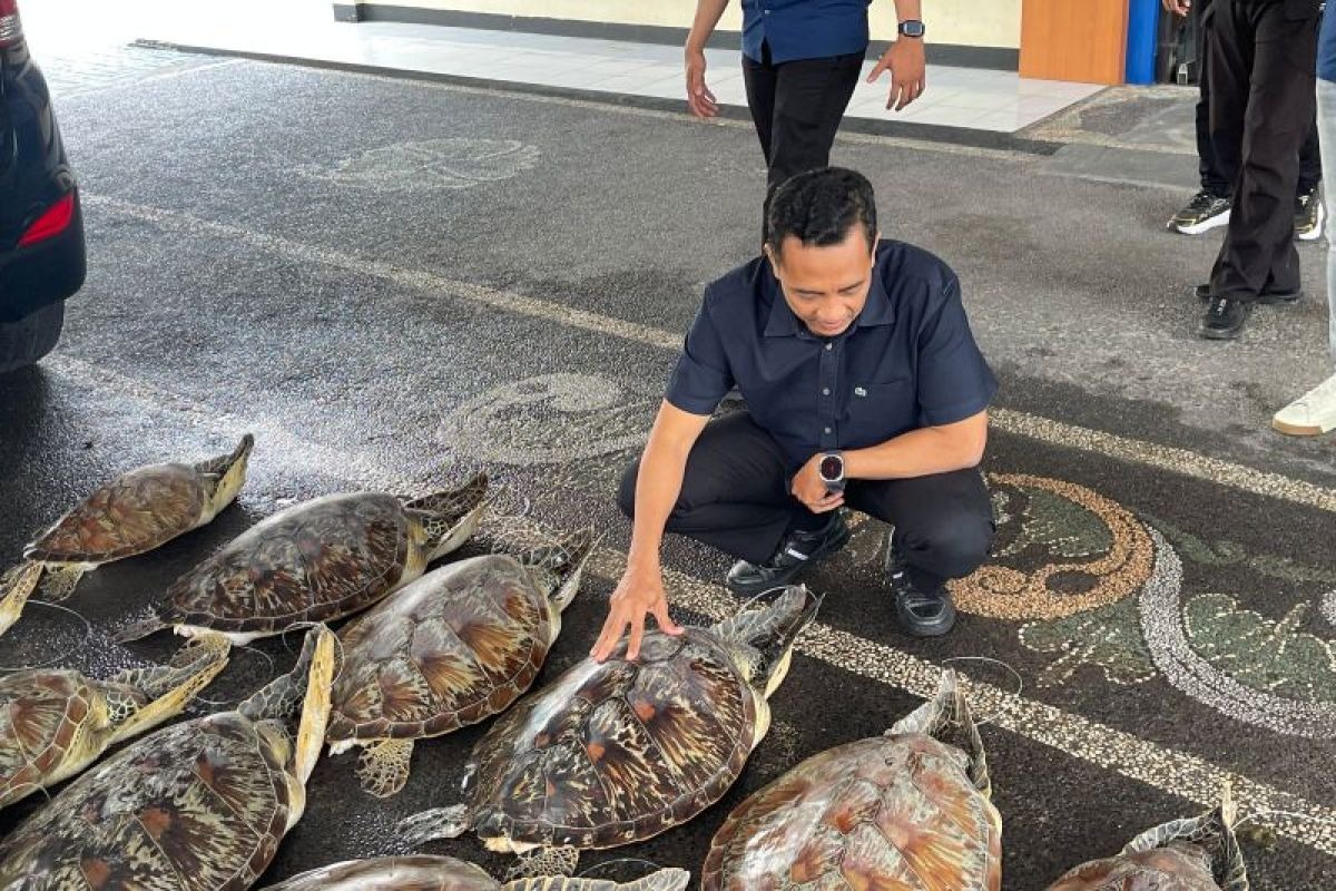 Polda Bali Gagalkan Perdagangan Ilegal 21 Penyu Hijau di Perairan Buleleng