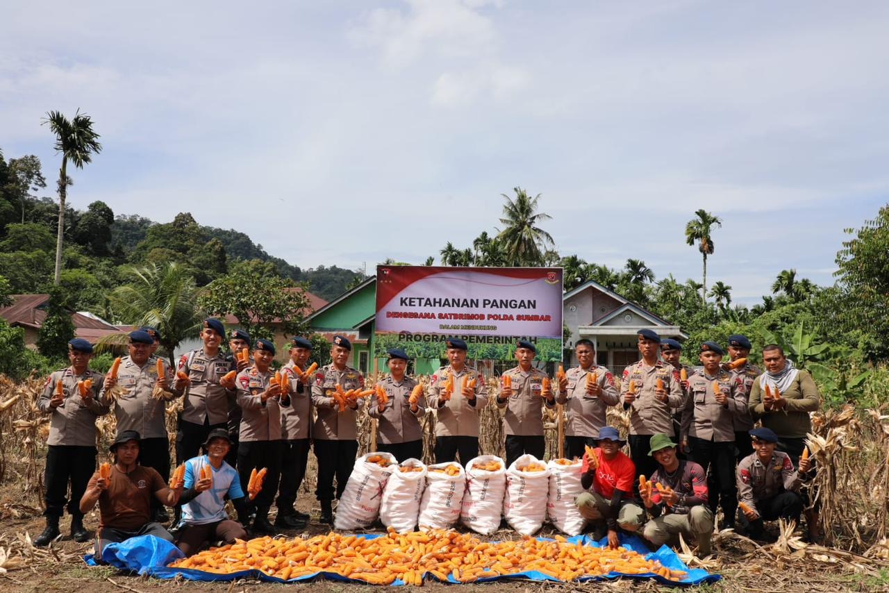 Satbrimob Polda Sumbar Gelar Panen Jagung untuk Perkuat Program Ketahanan Pangan Nasional
