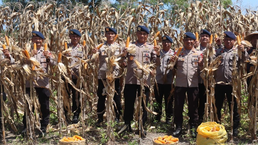 Panen Raya Kedua, Brimob Polda Gorontalo Hasilkan 5 Ton Jagung Dukung Swasembada Pangan