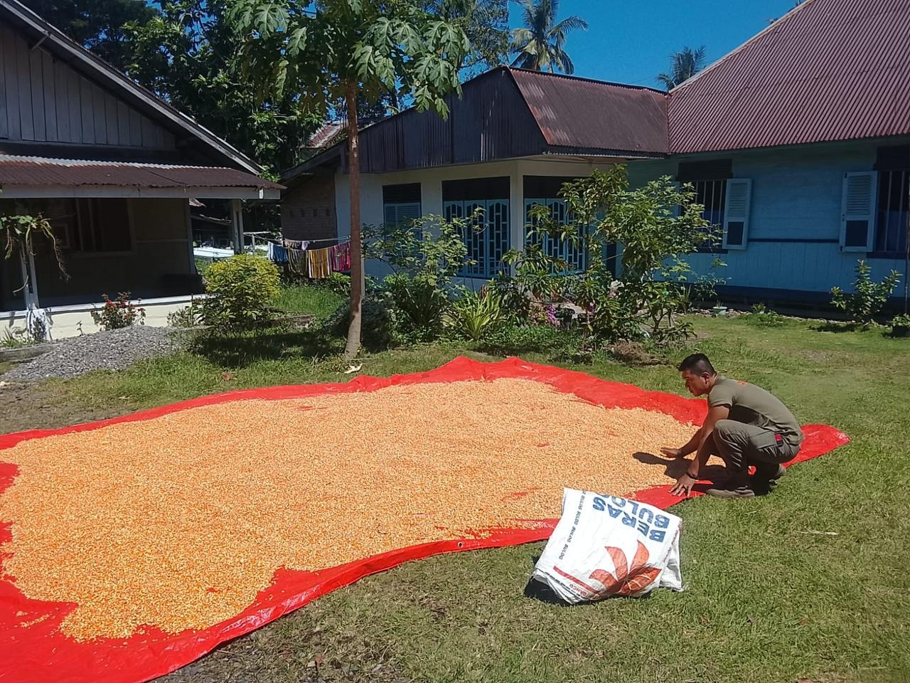 Satbrimob Polda Sumbar Optimalkan Hasil Panen Jagung untuk Perkuat Ketahanan Pangan Nasional