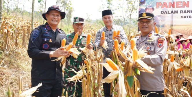 Polda Jateng Dukung Ketahanan Pangan Melalui Panen Raya Jagung di Kendal