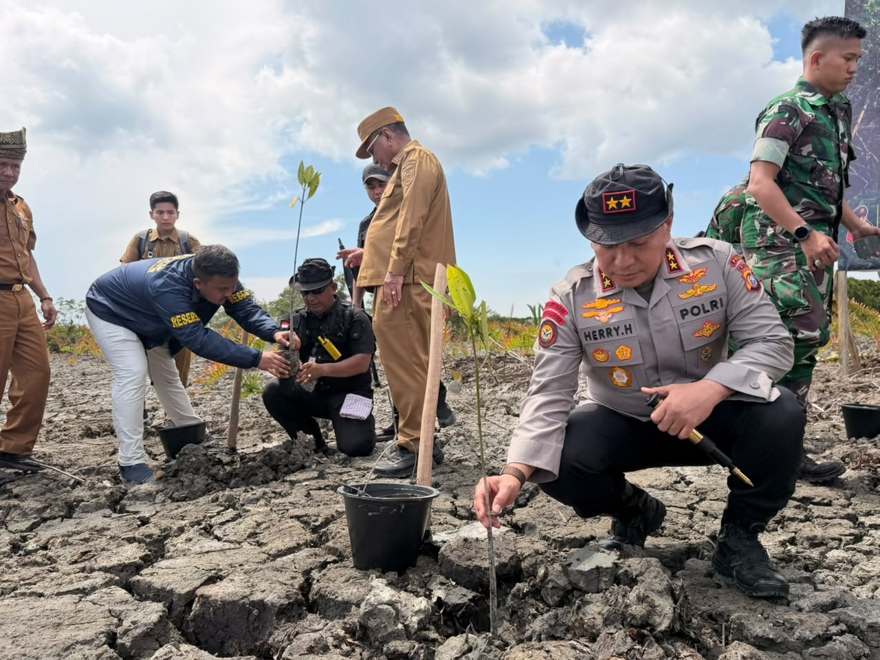 Usai Bongkar Perambahan 118 Hektare, Polda Riau Tanam Kembali Mangrove Rohil