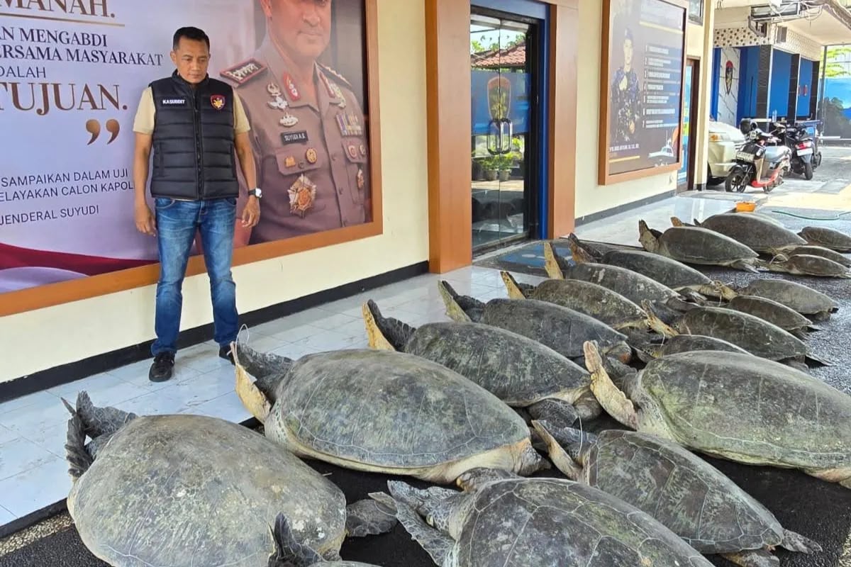 Polda Bali Gagalkan Penyelundupan Penyu Hijau yang Ditemukan di Perahu Tanpa Awak