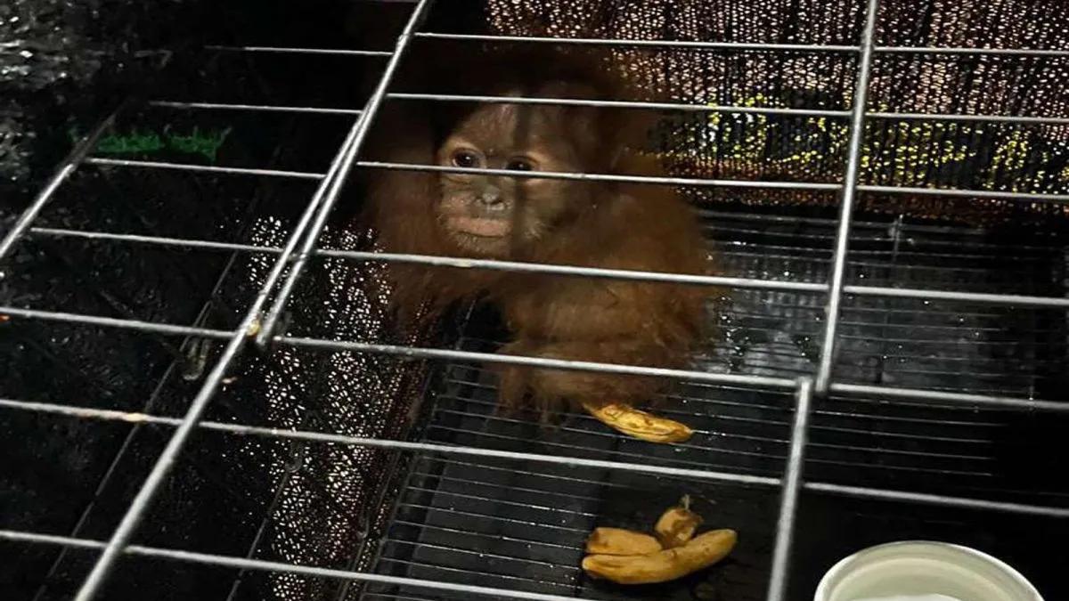 police-arrest-suspected-courier-in-orangutan-trafficking-case