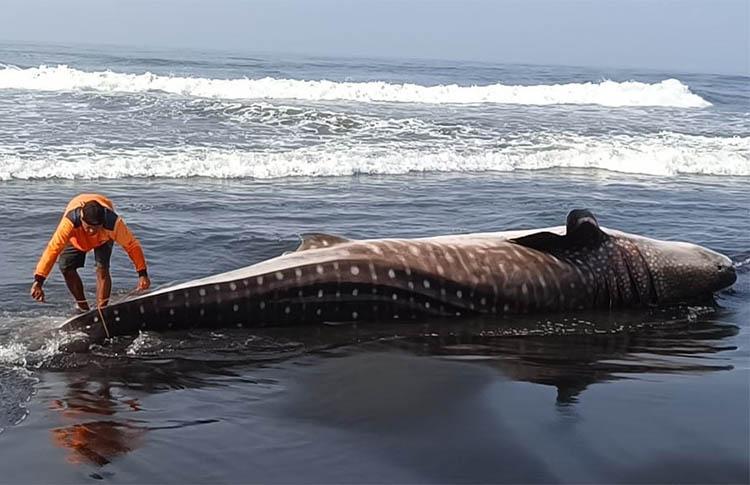 Whale Shark Found Dead After Stranded in Garongan Beach | INP