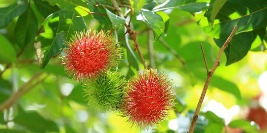 Jangan Dilewatkan, Ini Sederet Manfaat Daun Rambutan bagi Kulit