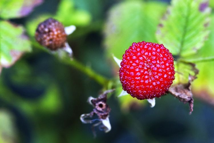 Jarang Terdengar, Ini Sederet Khasiat Buah Arbei bagi Tubuh