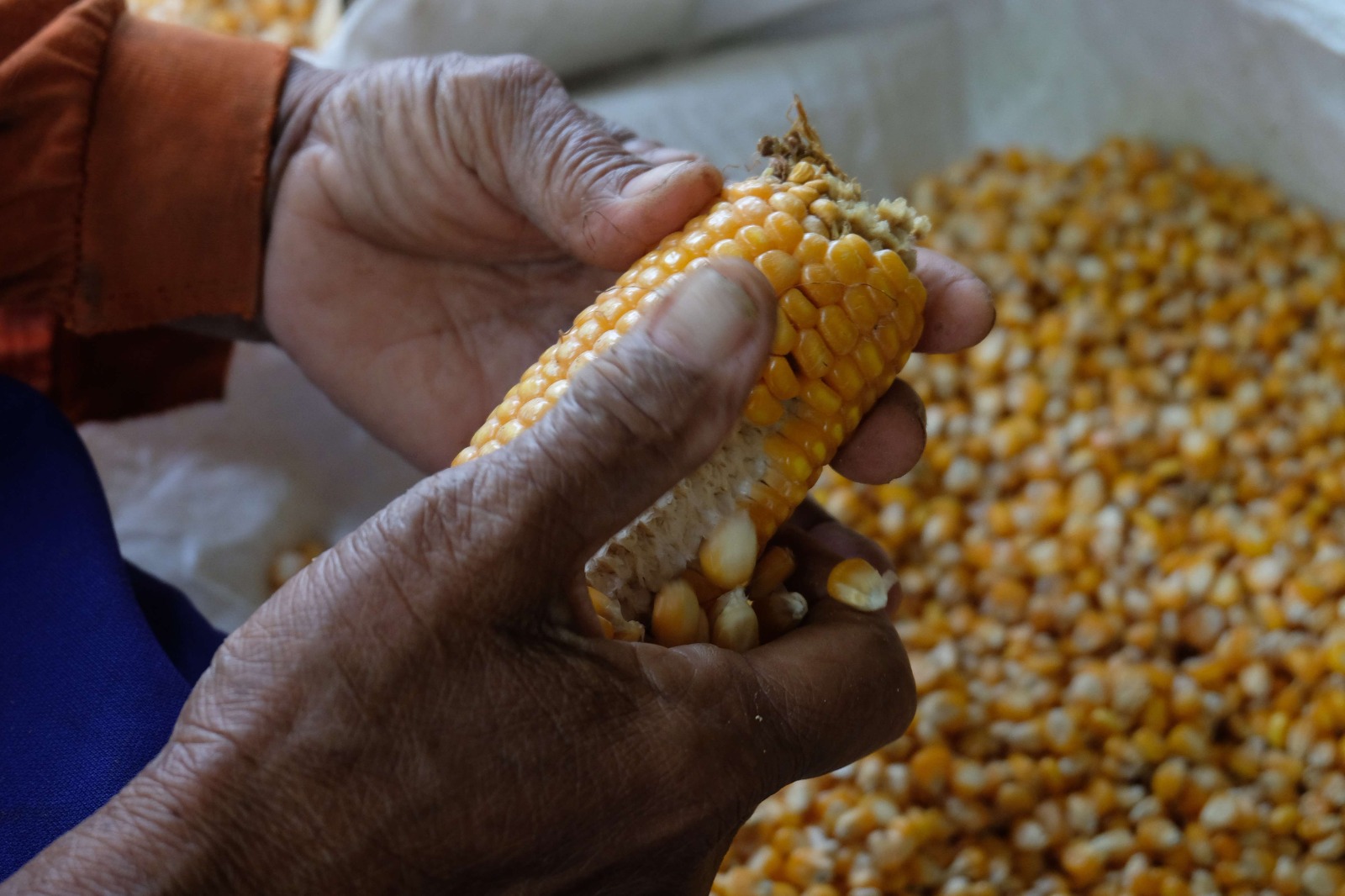 balancing-the-food-prices-minister-tito-urged-corn-drying-acceleration