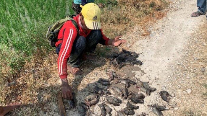 Polisi Bantu Habisi Tikus Yang Mengancam Sektor Pariwisata di Gianyar Bali