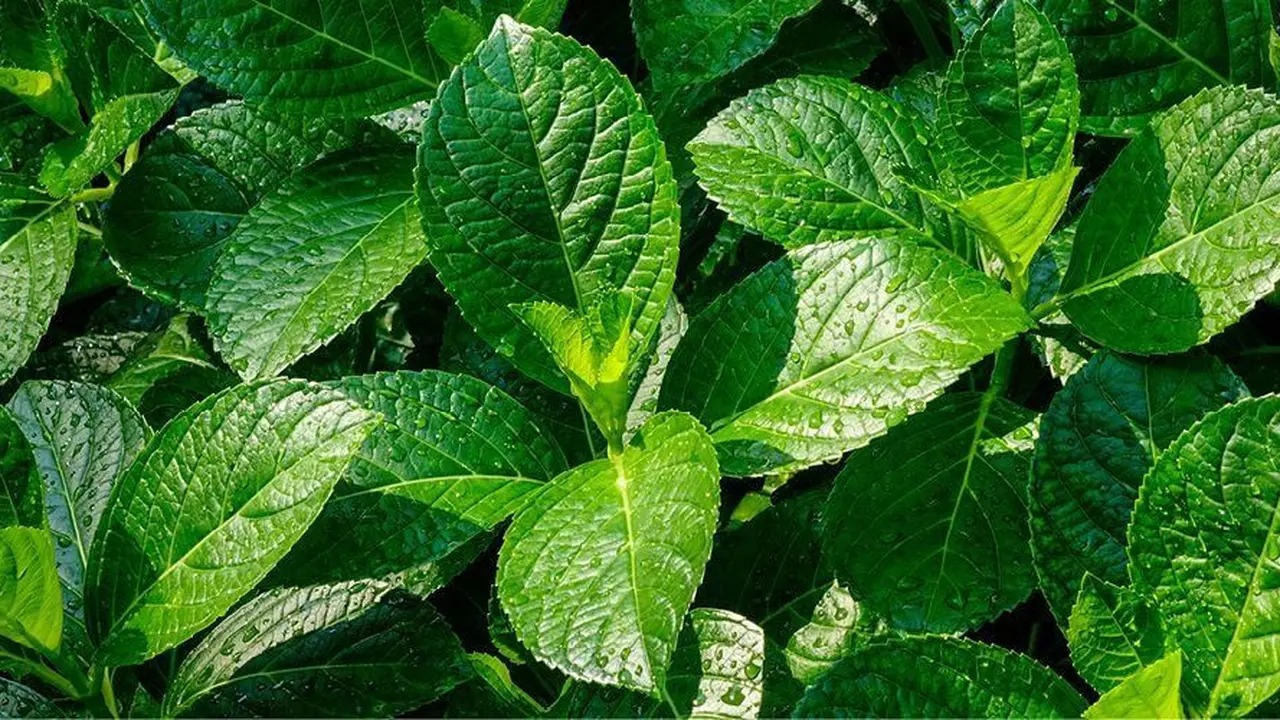 Jarang Didengar, Ini Sederet Khasiat Daun Pecah Beling