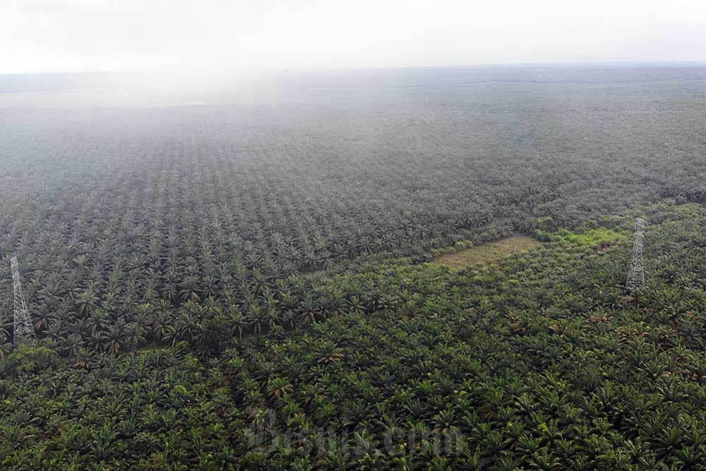 Polisi Ringkus 2 Pelaku Perambahan Ratusan Hektare Hutan Untuk Ditanami Sawit