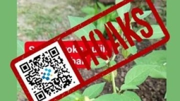 [HOAKS] Air Rebusan Ciplukan Dapat Atasi Stroke