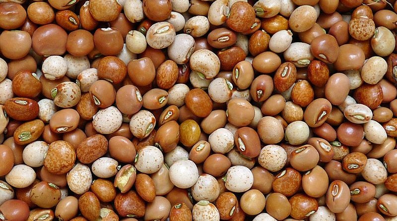 Mungkin Jenis Kacang Ini Jarang Terdengar, Tapi Miliki Banyak Manfaat