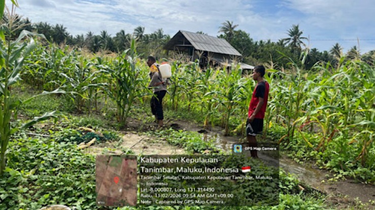 Bhabinkamtibmas Olilit Raya 1 Tunjukkan Kepedulian, Bersihkan Lahan Jagung Bersama Petani